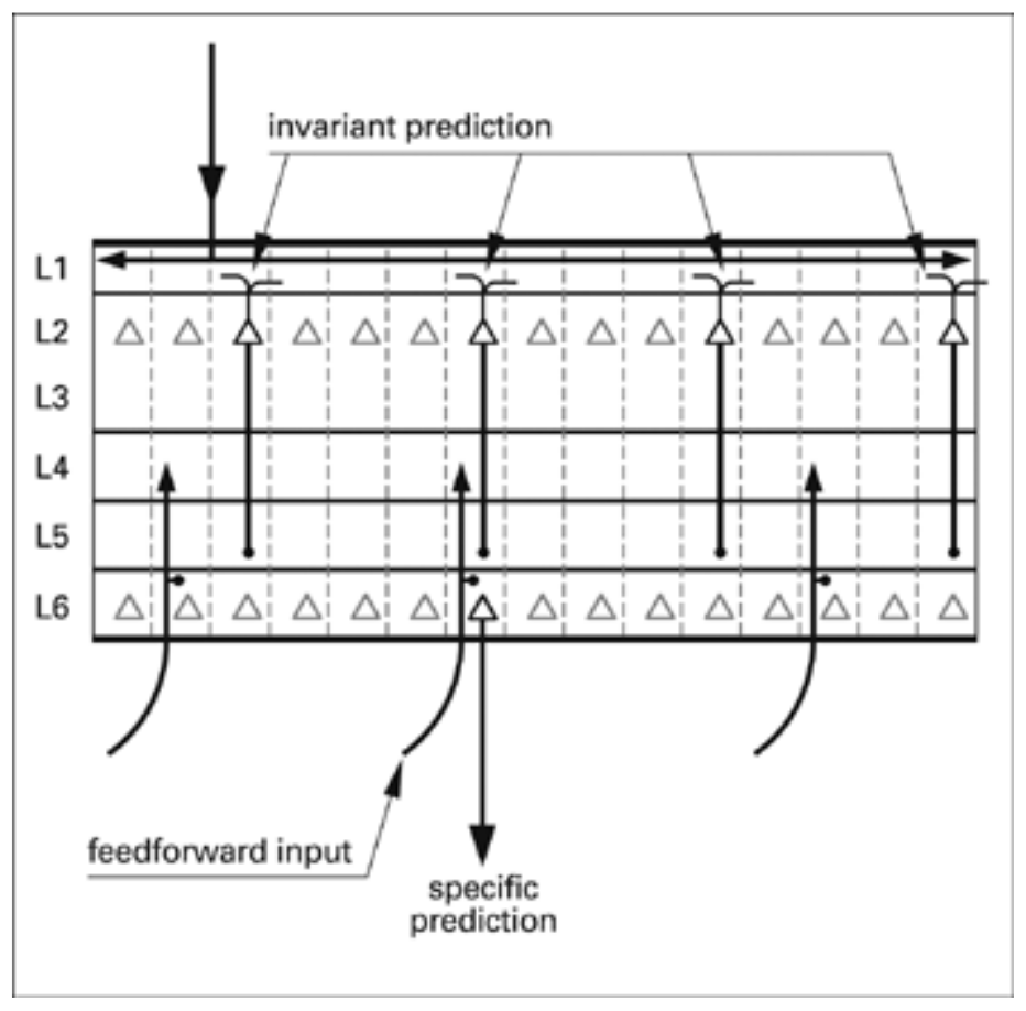 Specific predictions based on invariant predictions and input from bottom layers